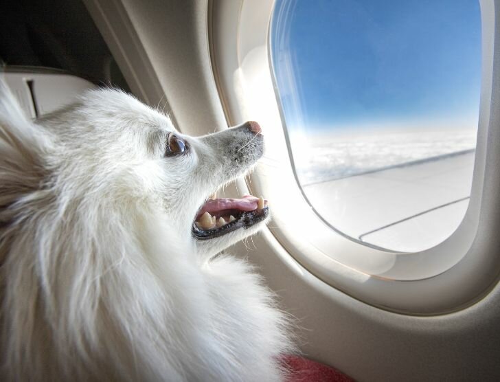 Lot z psem lub kotem na pokładzie – czy to możliwe?