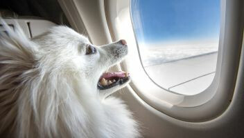 Lot z psem lub kotem na pokładzie – czy to możliwe?